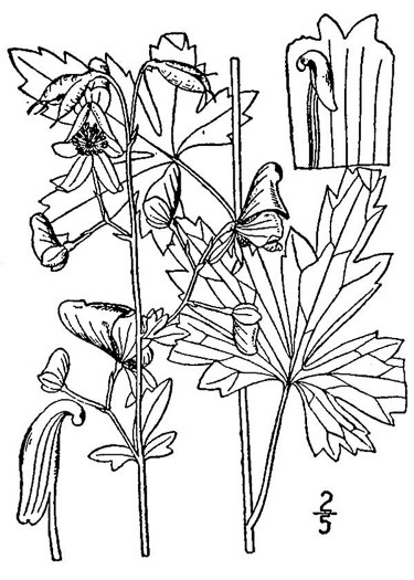 drawing of Aconitum uncinatum, Appalachian Blue Monkshood, Eastern Blue Monkshood
