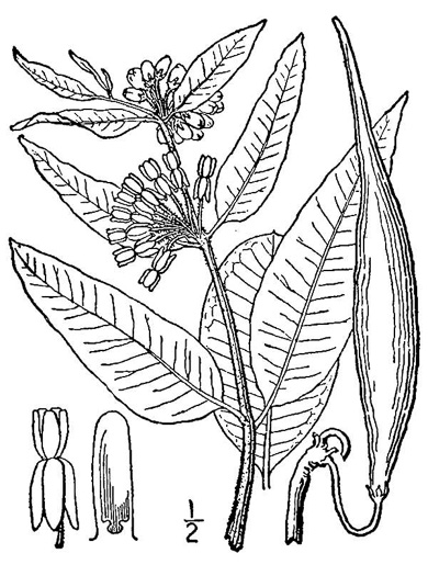 image of Asclepias viridiflora, Glade Milkweed, Green Milkweed