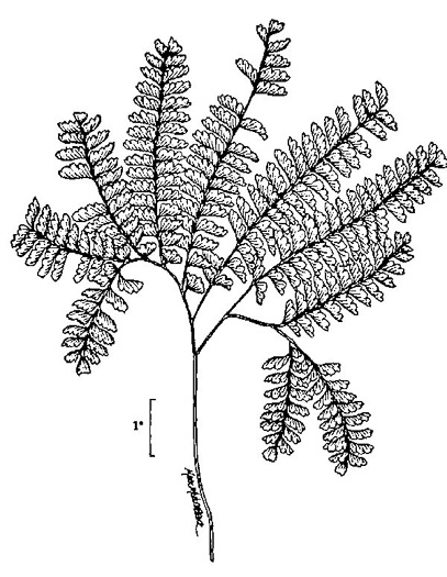 drawing of Adiantum pedatum, Northern Maidenhair Fern