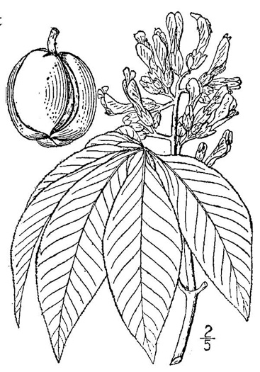 image of Aesculus flava, Yellow Buckeye