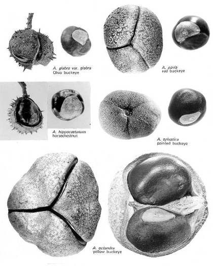 image of Aesculus glabra var. glabra, Ohio Buckeye, Fetid Buckeye, Chalky Buckeye