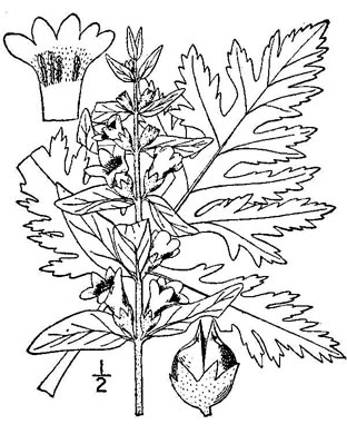 drawing of Dasistoma macrophylla, Mullein Foxglove