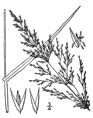 image of Agrostis gigantea, Black Bentgrass, Redtop Bentgrass, Redtop