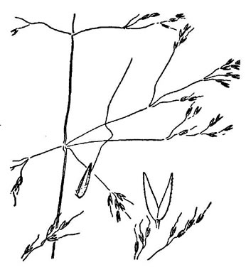 image of Agrostis elliottiana, Elliott's Bentgrass, Southern Bentgrass