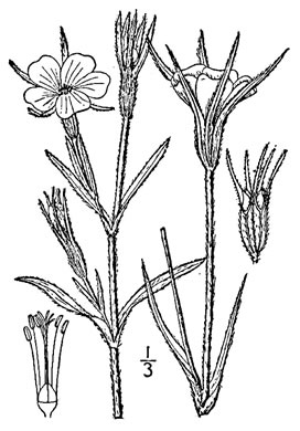 drawing of Agrostemma githago var. githago, Corncockle, Purple Cockle, Corn-campion