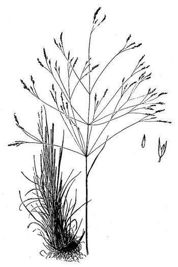 image of Agrostis hyemalis, Ticklegrass, Small Bentgrass, Hairgrass, Winter Bentgrass