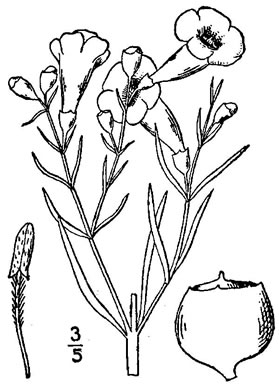 drawing of Agalinis linifolia, Flaxleaf Gerardia, Scaleleaf Agalinis, Flaxleaf False Foxglove, Flaxleaf Agalinis