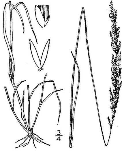 image of Agrostis stolonifera, Creeping Bentgrass