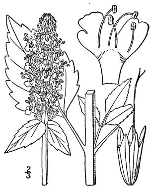 drawing of Agastache nepetoides, Yellow Giant-hyssop
