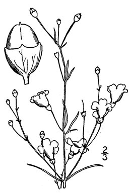 image of Agalinis decemloba, Tenlobe Gerardia, Sandplain Agalinis, Tenlobe False Falseglove