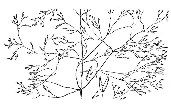 image of Agrostis altissima, Coastal Bog Bentgrass