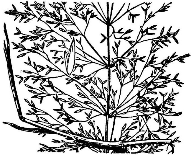 image of Agrostis stolonifera, Creeping Bentgrass