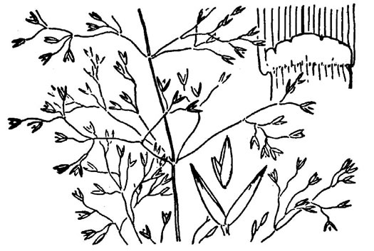 image of Agrostis capillaris, Rhode Island Bentgrass, Colonial Bentgrass, Browntop