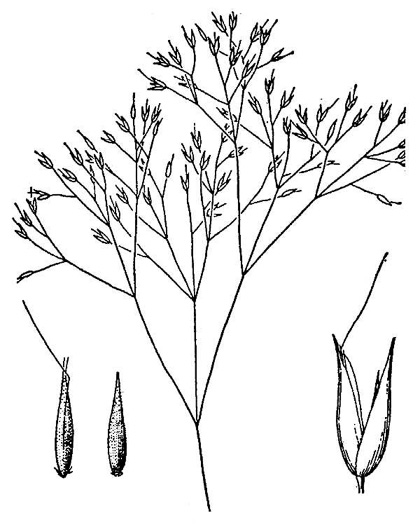 drawing of Aira elegans, Elegant Hairgrass, Annual Silver Hairgrass