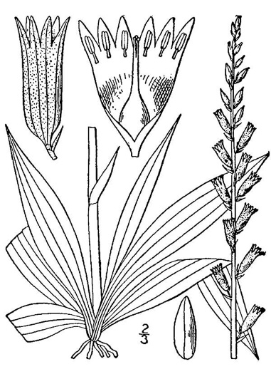 image of Aletris farinosa, Northern White Colicroot, Mealy Colicroot, Stargrass