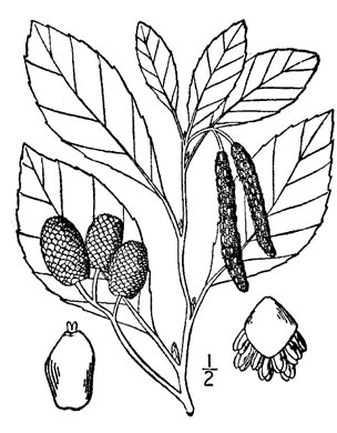 image of Alnus maritima ssp. georgiensis, Georgia Alder