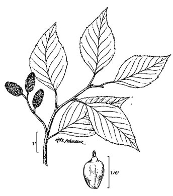 drawing of Alnus maritima ssp. georgiensis, Georgia Alder