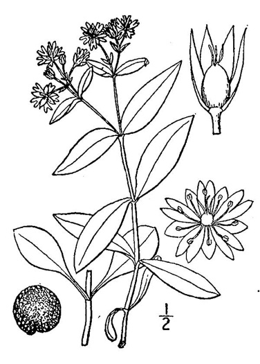 image of Stellaria pubera, Giant Chickweed, Star Chickweed, Great Chickweed, Common Starwort