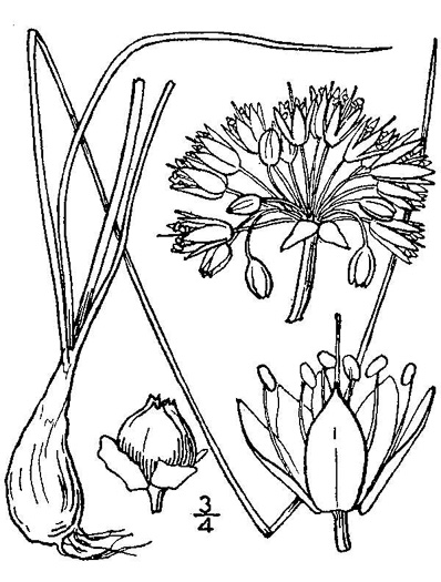 image of Allium stellatum, Glade Onion, Prairie Onion