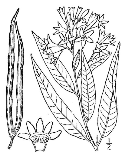 image of Amsonia tabernaemontana, Eastern Bluestar, Blue Dogbane, Wideleaf Bluestar