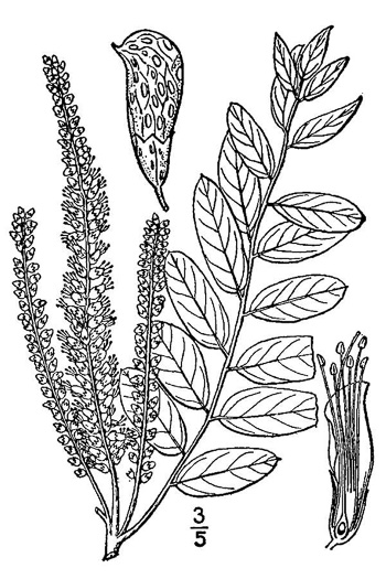 image of Amorpha fruticosa, False Indigo, Tall Indigo-bush, False Indigo-bush