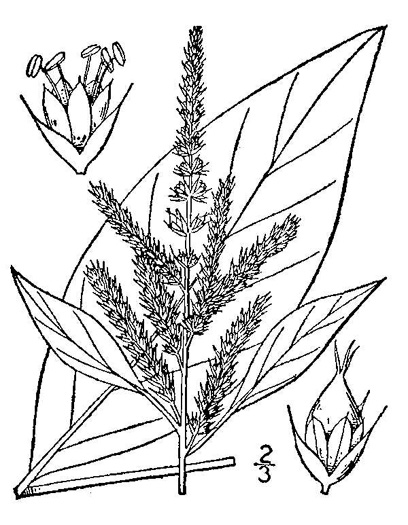 drawing of Amaranthus hybridus, Smooth Pigweed, Smooth Amaranth, Green Amaranth, Hybrid Amaranth