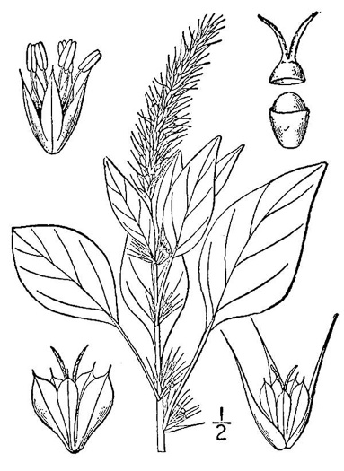 image of Amaranthus palmeri, Careless-weed, Palmer's Amaranth