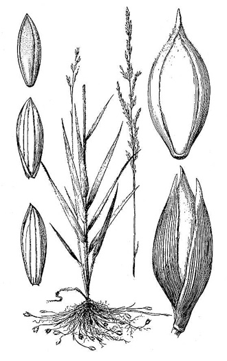 image of Amphicarpum amphicarpon, Pinebarrens Peanut-grass, Pinebarrens Goober-grass, New Jersey Goober-grass