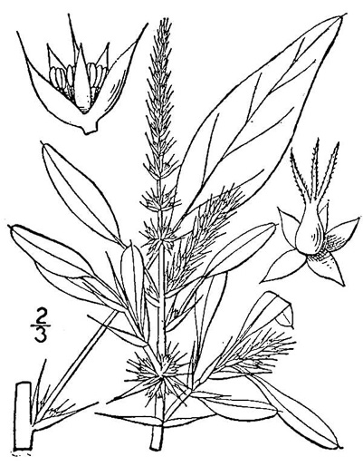 image of Amaranthus spinosus, Spiny Amaranth