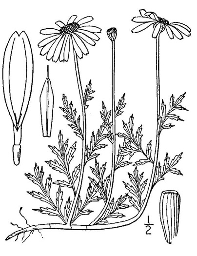 image of Anthemis arvensis, Corn Chamomile, Field Chamomile