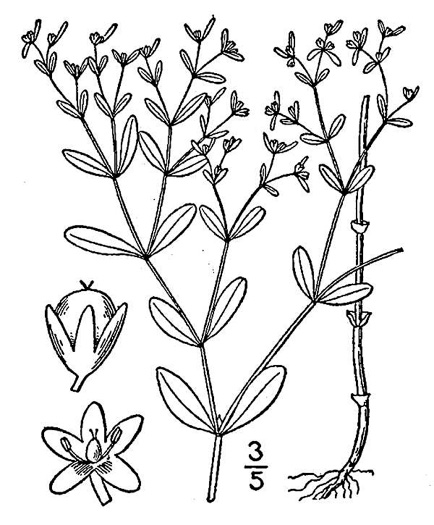 drawing of Paronychia canadensis, Forked Chickweed, Canada Whitlow-wort, Smooth Forked Nailwort