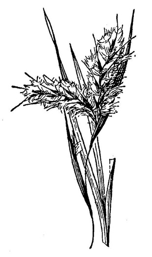 image of Andropogon capillipes, Dryland White Bluestem, Chalky Bluestem