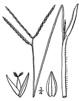 image of Axonopus furcatus, Big Carpetgrass