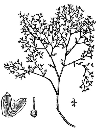drawing of Paronychia montana, Mountain Nailwort, Shale-barren Whitlow-wort