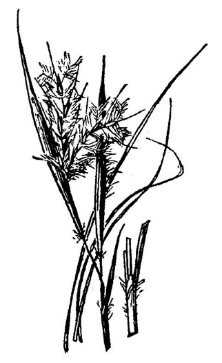 image of Andropogon perangustatus, Narrowleaf Bluestem