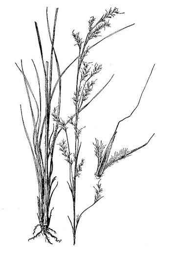 image of Schizachyrium scoparium var. scoparium, Little Bluestem