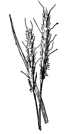 image of Schizachyrium scoparium var. scoparium, Little Bluestem