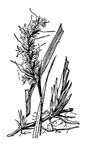 drawing of Schizachyrium stoloniferum, Creeping Bluestem, Creeping Little Bluestem