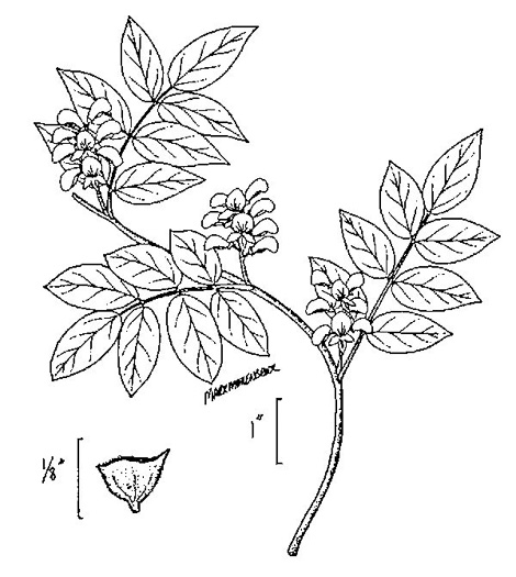 drawing of Apios americana, American Groundnut, Common Groundnut