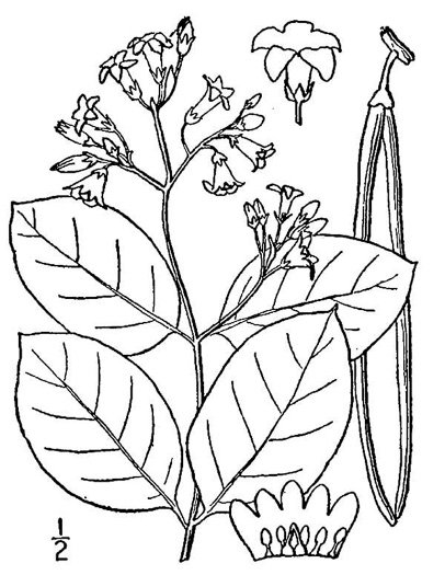 drawing of Apocynum androsaemifolium, Spreading Dogbane