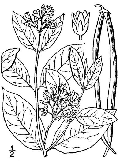 drawing of Apocynum cannabinum, Indian-hemp, Hemp Dogbane, Marion's Weed