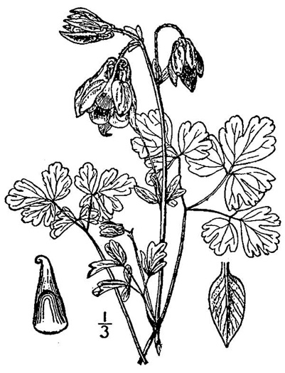 drawing of Aquilegia vulgaris, European Columbine, Garden Columbine