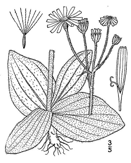 image of Arnica acaulis, Leopard's-bane, Southeastern Arnica