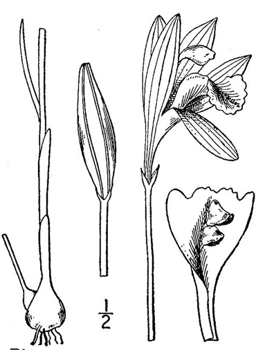 drawing of Arethusa bulbosa, Bog-rose, Dragon's-mouth, Arethusa