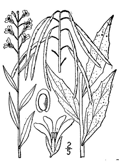 image of Boechera canadensis, Canada Rockcress, Sicklepod