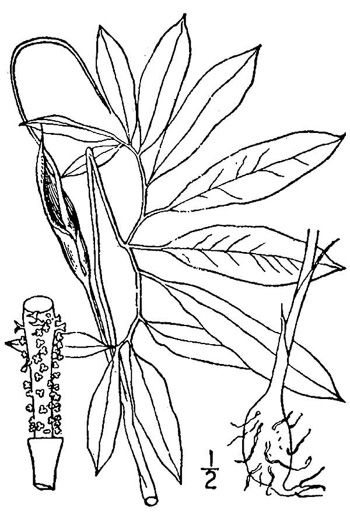 image of Arisaema species 1, Green Dragon