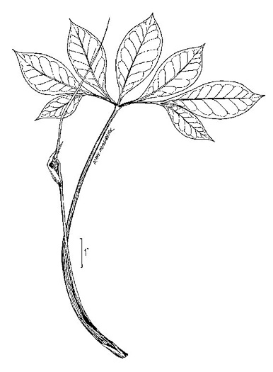 image of Arisaema dracontium, Green Dragon