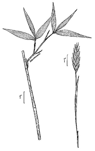drawing of Arundinaria gigantea, River Cane, Giant Cane