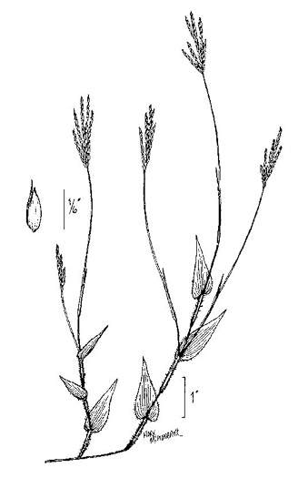 image of Arthraxon hispidus var. hispidus, Hairy Jointgrass, Small Carpgrass, Joint-head Grass, Basket Grass