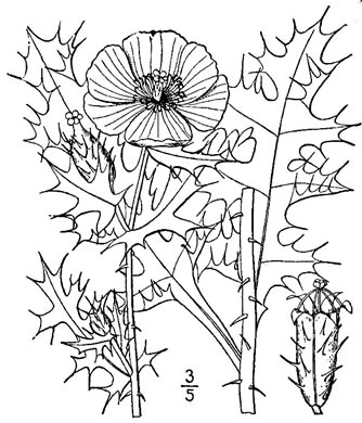image of Argemone mexicana, Mexican Prickly-poppy, Mexican Poppy